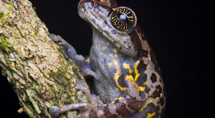Ghat Tree Frog (Ghatixalus asterops), India, Near Threatened (Photo by Sandeep Das)