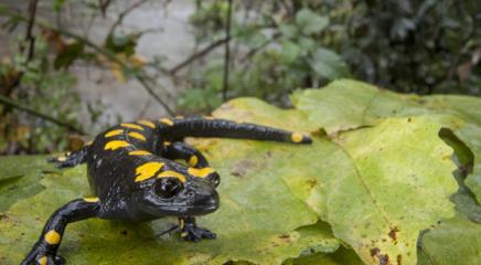 Near Eastern Fire Salamander (Salamandra infraimmaculata) is a species of Least Concern photographed in Israel. (Photo by © Robin Moore / Re:wild)