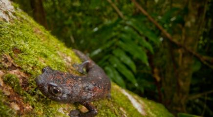 Giant Palm Salamander (Bolitoglossa dofleini), whose forest home was protected through the creation of a new reserve in the Sierra Caral of Guatemala. The species is listed as Near Threatened on the IUCN Red List of Threatened Species. (Photo by © Robin Moore/Re:wild)