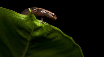 Northern Banana Salamander (Bolitoglossa rufescens) from Las Escobas, coastal Guatemala. This species is Least Concern. (Photo by Robin Moore, Re:wild)