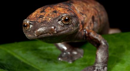 The Giant Palm Salamander, (Bolitoglossa dofleini) is a Near Threatened species whose forest home was protected through the creation of a new reserve in the Sierra Caral of Guatemala. (Photo by © Robin Moore/Re:wild)