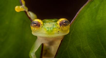 Upper Amazon Glass Frog (Hyalinobatrachium munozorum) in the Choco forests of Colombia. Glass frogs are often a good indicator of ecosystem health. This is a species of Least Concern. (Photo © Robin Moore / Re:wild)