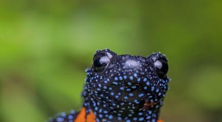 Orange Black Tubercled Indian Microhylid (Melanobatrachus indicus), India, Vulnerable. (Photo by Sandeep Das)