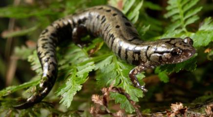 Weller's Salamander (Plethodon welleri), United States, Vulnerable (Photo by Todd W. Pierson)