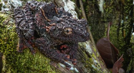 Malaya bug-eyed frog (Theloderma leporosum) / Lindsay Renick Mayer