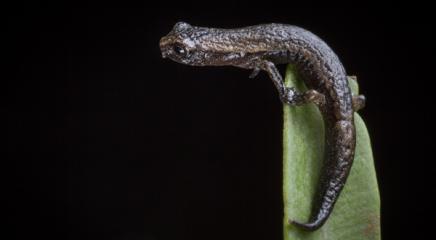 Hartweg's Climbing Salamander (Bolitoglossa hartwegi) / Robin Moore / Re:wild