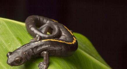 Info Müller's Mushroomtongue Salamander (Bolitoglossa mulleri)/ Robin Moore / Re:wild