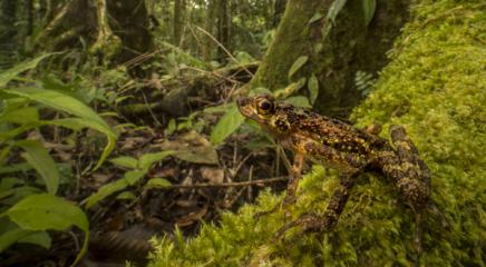Bornean Rainbow Toad (Ansonia latidisca) was rediscovered in the highlands of Sarawak in 2011 after 87 years without trace. The species is Endangered. (Photo by © Robin Moore/Re:wild)