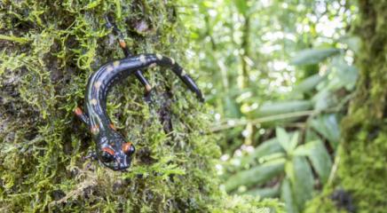 Long-limbed salamander (Nyctanolis pernix) in the Cuchumatanes of Guatemala. The species was rediscovered in 2009 after it was lost to science for 32 years, and was protected in a new amphibian reserve. It is currently listed as Vulnerable on the IUCN Red List of Threatened Species. © Robin Moore/Re:wild