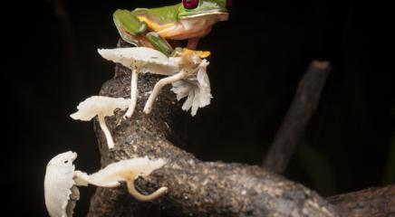 A Gliding Treefrog (Agalychnis spurrelli) perched on a branch with mushrooms in the Osa Peninsula of Costa Rica. This species is listed as Least Concern on the IUCN Red List of Threatened Species. (Photo by Robin Moore, Re:wild)