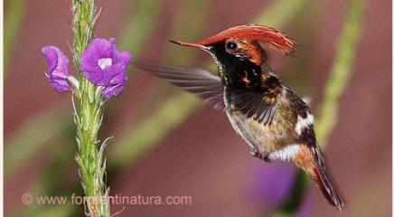 Colibrí coqueta coronada