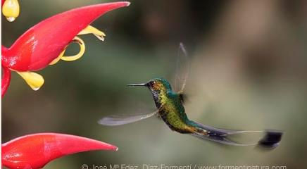 Colibrí de raquetas