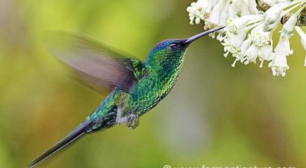 colibrí