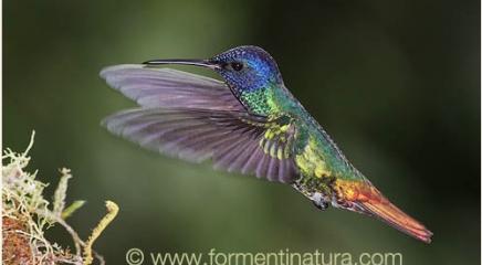 Colibrí zafiro colidorado