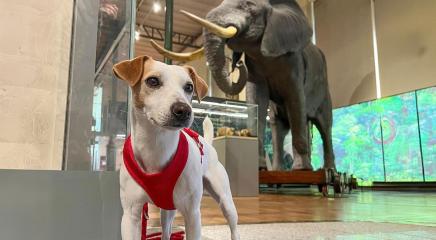 Pipper en el Museo