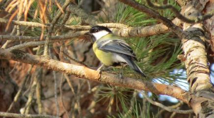carbonero de Eduardo Morano