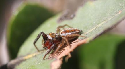 Araña de Eduardo Morano