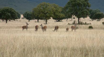 ciervos de Raul Bonal
