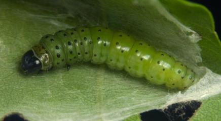 oruga de Guillermo González