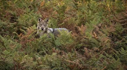 Lobo en Galicia de Andoni Canela