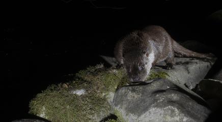 Una de las nutrias estudiadas fotografiada por Vincenzo Penteriani