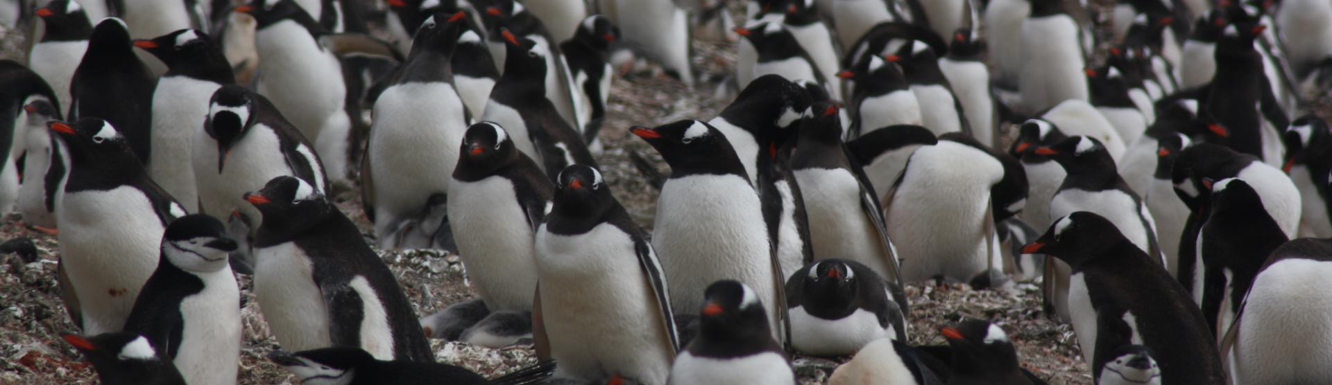 pinguino papua