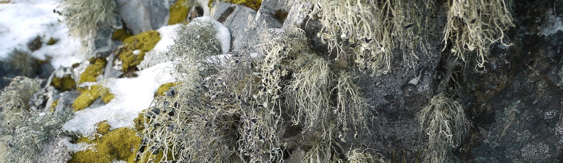 Antarctic lichens