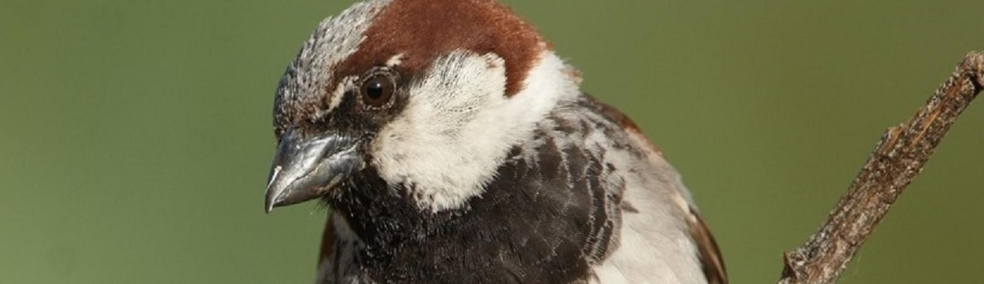 Male house sparrow - Gorrión común macho