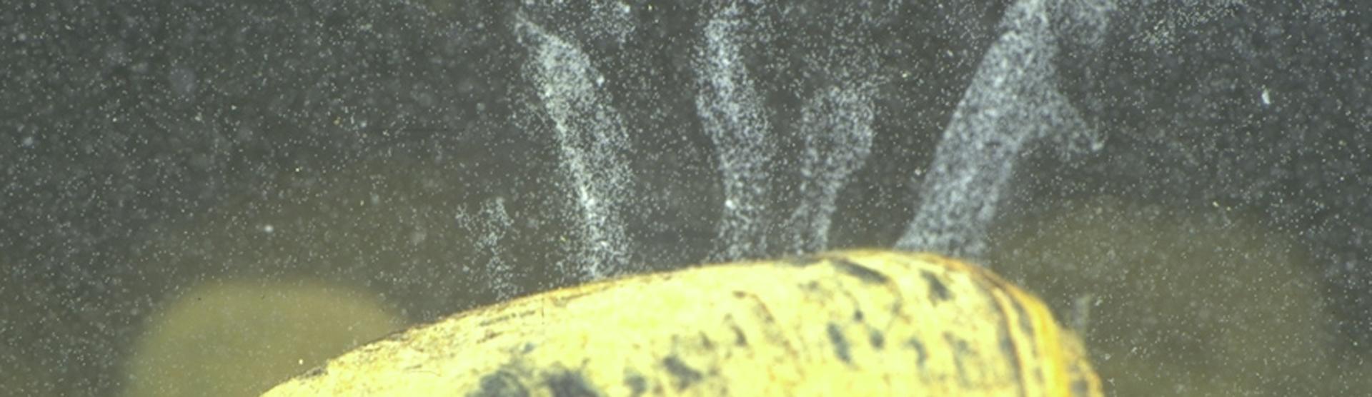 Salida de espermatozoides de Margaritifera auricularia