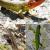 Imagen de tres lagartijas ibéricas: lagartija colilarga, lagartija de Geniez y lagarto verde occidental.