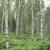 Una de las parcelas de bosque muestreadas, en la imagen varios abedules, Betula pendula, de un bosque boreal europeo, en Finland