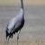 Ejemplar de grulla común, 'Grus grus', fotografiadas por Carlos Palacín