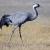 Ejemplar de grulla común, 'Grus grus', fotografiadas por Carlos Palacín