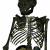 Esqueleto joven 'H. erectus'