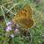 Ejemplar de Lycaena virgaureae / Robert wilson