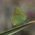 'Callophrys rubi' / JP Cancela