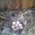 Puesta de huevos de herrerillo en el nido/ Francisco Castaño