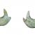 Dos de las mandíbulas de 'Ammitocyon kainos' incluídas en el estudio