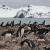 Colonia de pingüino papúa en la península de Byers / Andrés B