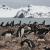 Colonia de pingüino papúa en la península de Byers / Andrés B