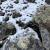Rocas de áreas deglaciadas de la Antártida colonizadas por líquenes / Asunción de los Ríos 