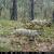 Machos con pelaje de invierno. Imagen de fototrampeo / Observatorio del Estado de Conservación del Lobo