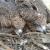 Polluelos de milano negro en un nido / Guillermo Blanco
