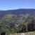 Imagen de un tipo de bosques mixtos estudiados: mezcla de pinos silvestres y hayas en la Sierra de Cameros/Miren del Río