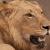 Un león, 'Panthera leo', fotografiado en  el Parque Nacional Kruger (Sudáfrica)/ Vincenzo Penteriani.
