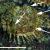 "Patella ferrugiena". Detalle de cuatro reclutas (flechas) sobre la concha de un adulto. Escala gráfica: 50 mm / Guallart et al 