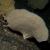 Individuo de la especie de esponja Phakellia ventilabrum en las costas de Noruega /Bernard Picton