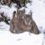 Dos ejemplares de lince ibérico saliendo por primera vez de una zarza sepultada por la nieve / José María Finat