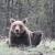 Oso pardo del Parque Natural Zlatibor, Serbia / Neda Bogdanović