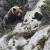 Imagen de una hembra de oso pardo y una de sus crías tomada en Asturias. / Vincenzo Penteriani 